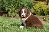 BORDER COLLIE 1245